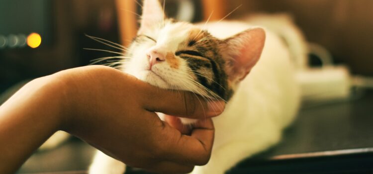 Mauvaise haleine chez le chat – causes et traitement